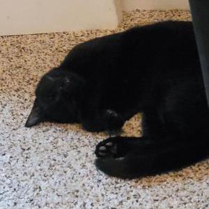 Lost Cat Carlos