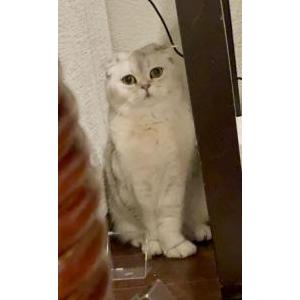 Lost Cat Zoey