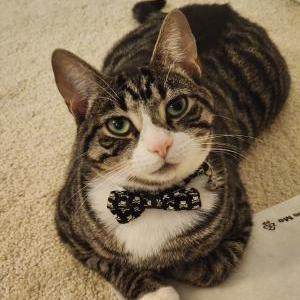 Lost Cat Sushi