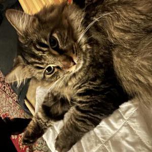 Lost Cat Maxi