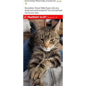 Lost Cat Lambeau