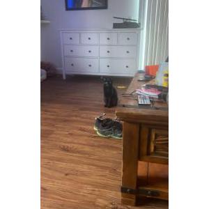 Lost Cat Shadow