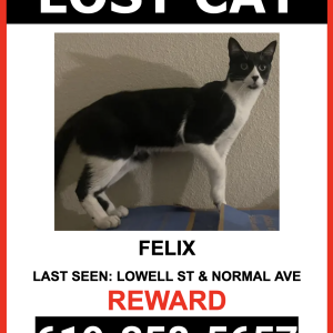 Lost Cat FELIX