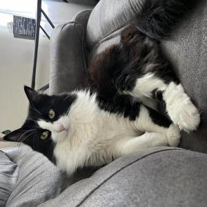 Lost Cat Lemons