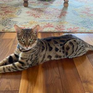 Image of Spirit, Lost Cat
