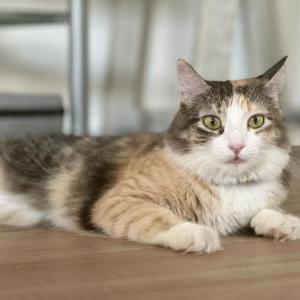 Lost Cat Elsa