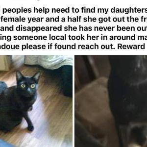 Lost Cat Shadow