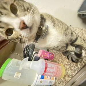 Lost Cat Mochi