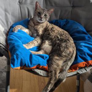 Lost Cat Cake