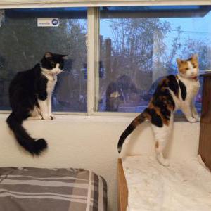 Lost Cat Susie Q