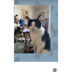 Lost Cat Scout