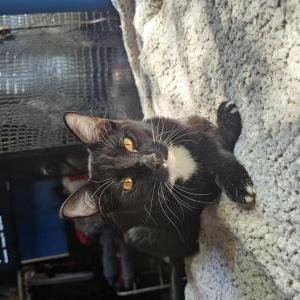 Lost Cat Toad