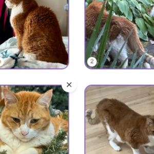 Lost Cat Simon