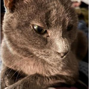 Lost Cat Luna