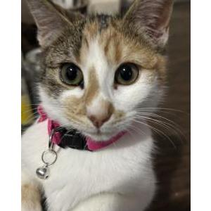 Lost Cat Kiki