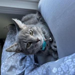 Lost Cat Potter