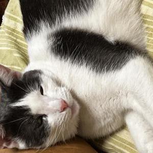 Lost Cat KitKat