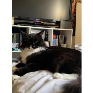 Lost Cat Bubbas