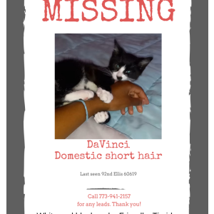 Lost Cat DaVinci