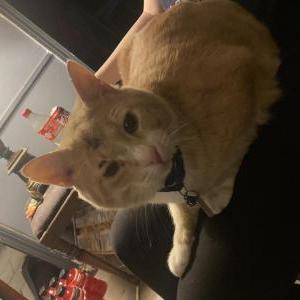 Lost Cat Rudy