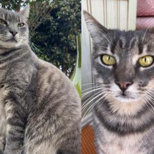 Image of Amelia, Lost Cat