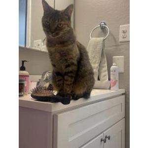Lost Cat Daisy