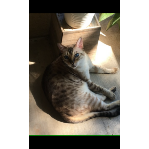 Lost Cat Dexter