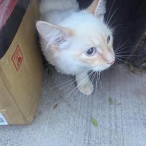 Image of Unknown, Found Cat