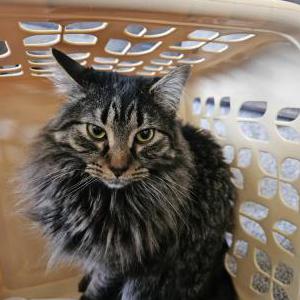 Lost Cat Jack