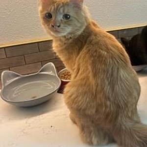 Lost Cat Vinny