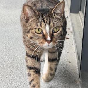 Lost Cat ripple