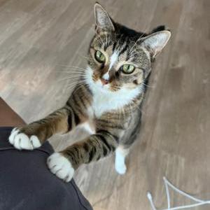2nd Image of ripple, Lost Cat