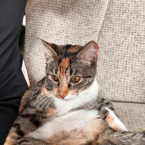 Lost Cat Lila