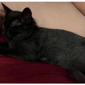 Lost Cat Gizmo
