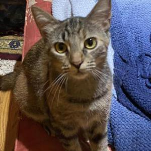 Lost Cat Lavender