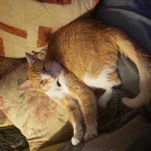 Image of Donnie, Lost Cat