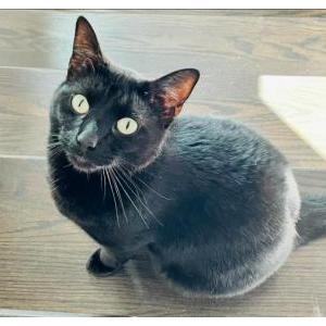 Lost Cat Prince