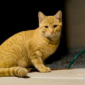 Found Cat unknown