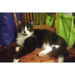 Lost Cat Fredo