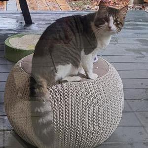 Found Cat unknown