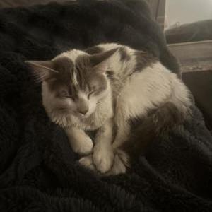 Found Cat No name