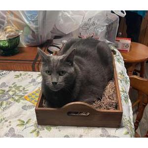 Lost Cat Trezzy