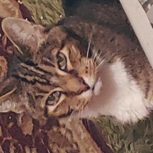 Found Cat Unknown
