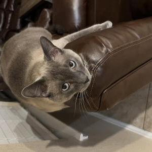 Image of Pasha, Lost Cat