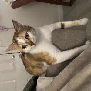 Image of Mamas, Lost Cat