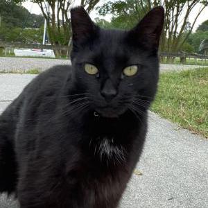 Lost Cat Lilly