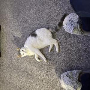 Found Cat Unknown