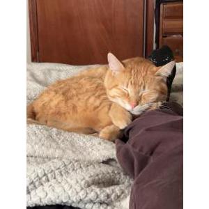 Lost Cat Dorito
