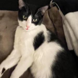 Lost Cat Darling