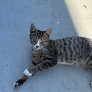 Lost Cat Oscar